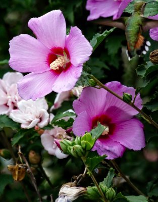 Rose of Sharon