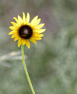 Prairie Sunflower