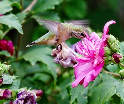 Calliope Hummingbird