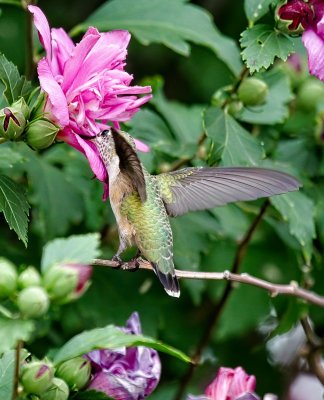 Calliope Hummingbird