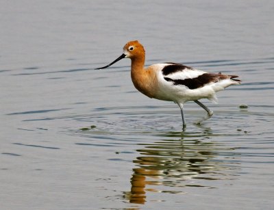 Avocets and Stilts