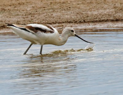 American Avocet
