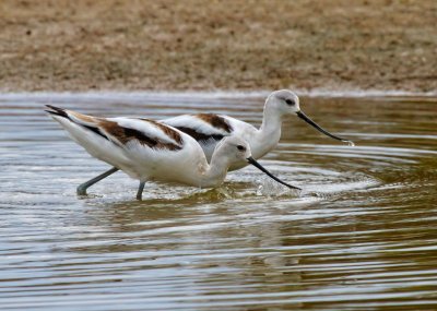 American Avocet