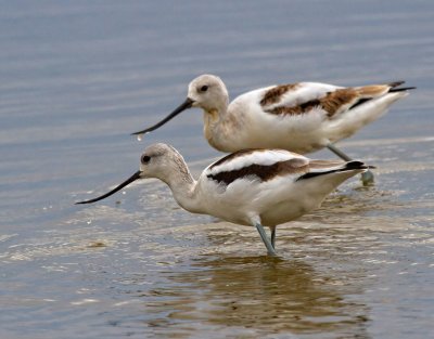 American Avocet