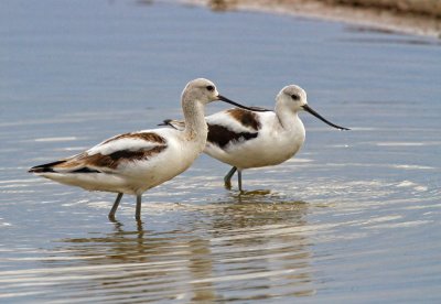 American Avocet