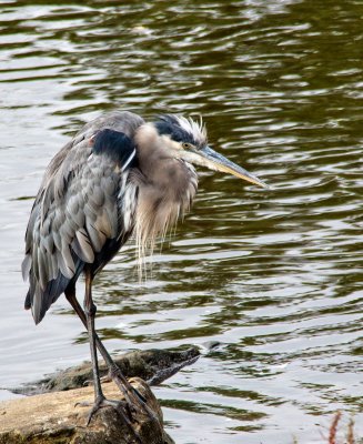 Great Blue Heron