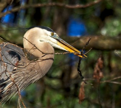 Great Blue Heron