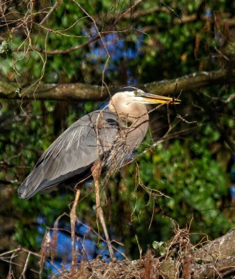 Great Blue Heron