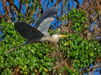 Great Blue Heron
