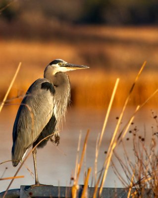Great Blue Heron