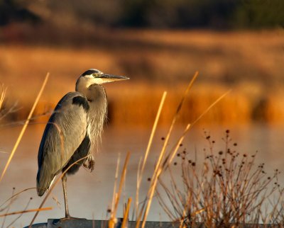 Great Blue Heron