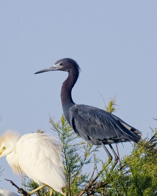 Little Blue Heron