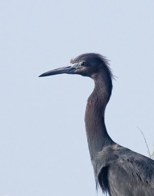 Little Blue Heron