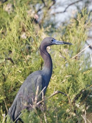 Little Blue Heron