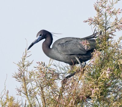 Little Blue Heron