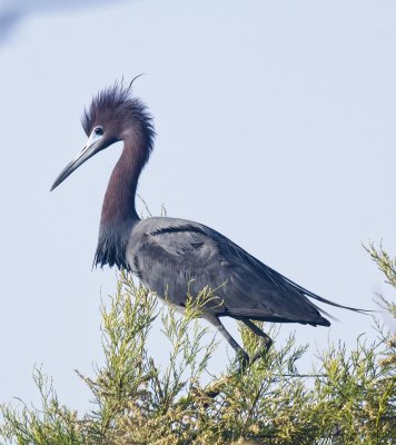 Little Blue Heron