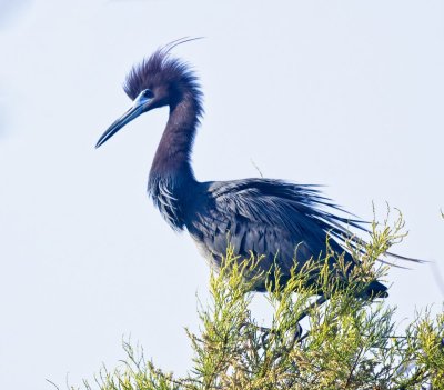 Little Blue Heron