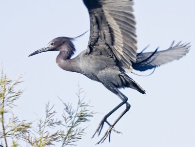 Little Blue Heron