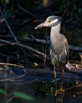 Yellow-crowned Night-Heron