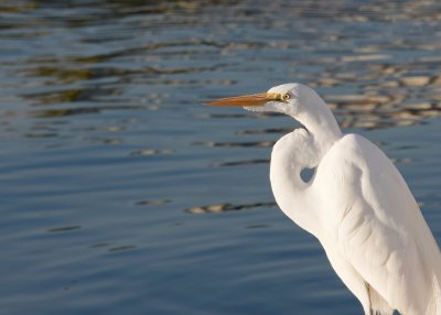 Bitterns, Herons, & Egrets