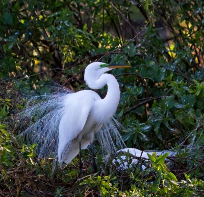 Great Egret