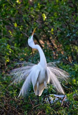 Great Egret