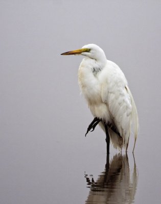 Great Egret