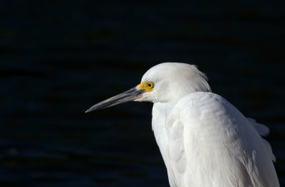 Snowy Egret