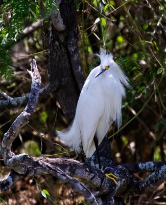 Snowy Egret