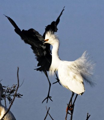 Snowy Egret