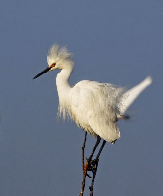Snowy Egret