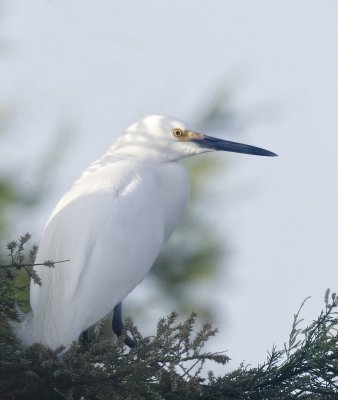 Snowy Egret