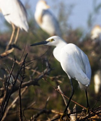 Snowy Egret
