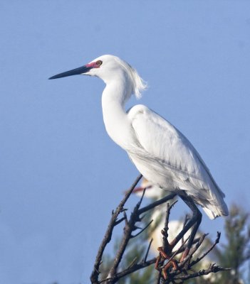 Snowy Egret