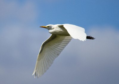 Cattle Egret