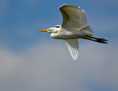 Cattle Egret