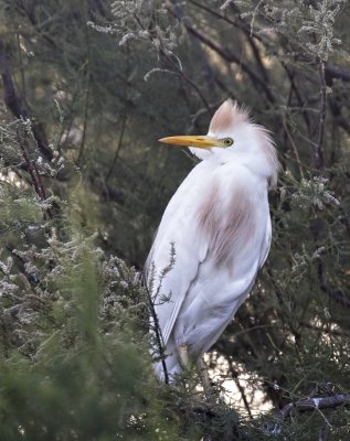Cattle Egret