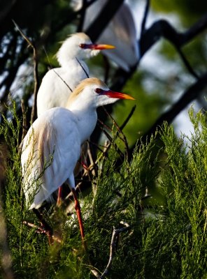 Cattle Egret