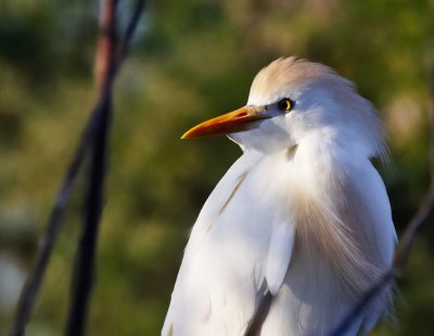 Cattle Egret