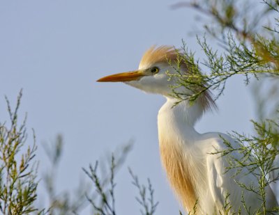 Cattle Egret
