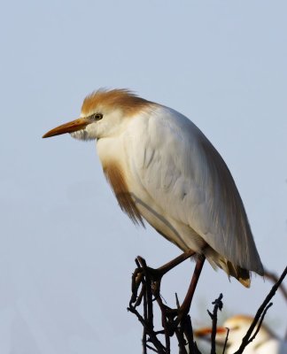 Cattle Egret