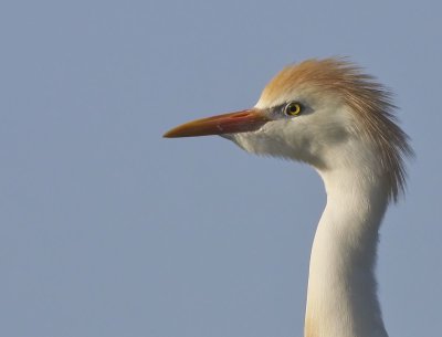 Cattle Egret