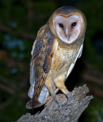 Barn Owl