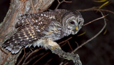 Barred Owl