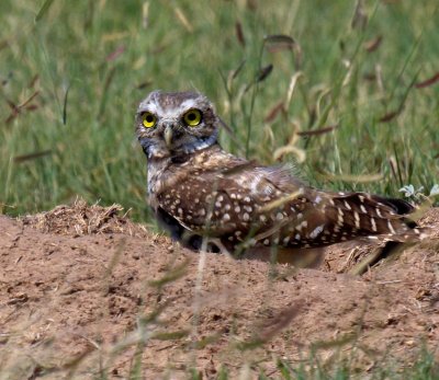 Burrowing Owl