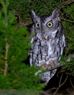 Eastern Screech-Owl (gray phase)