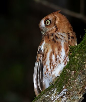 Eastern Screech-Owl (red phase)
