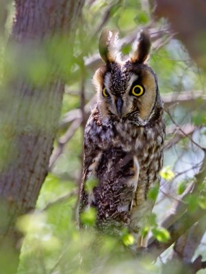 Long-eared Owl