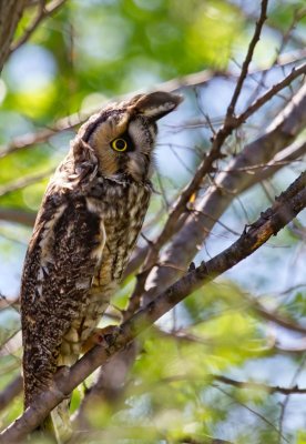 Long-eared Owl