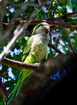 Monk Parakeet